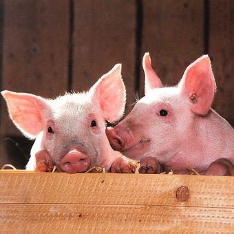 LOS ZAPATOS VEGANOS y MILEY CYRUS tienen en común…
