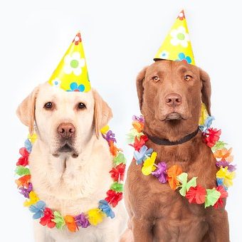 TOP 5 DISFRACES VEGANOS / CARNAVAL SIN MALTRATO ANIMAL