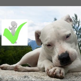 DOGO, EL CALZADO PRINT VEGANO