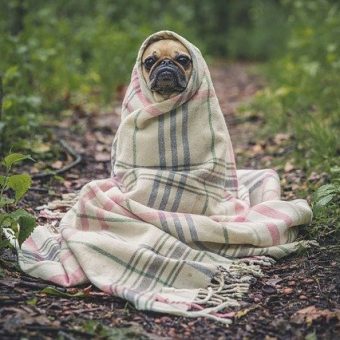 MODA VEGANA PARA PERROS