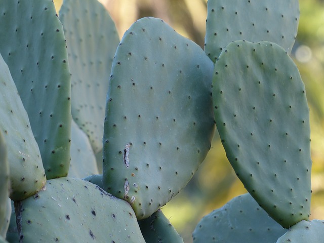 tejido-cactus