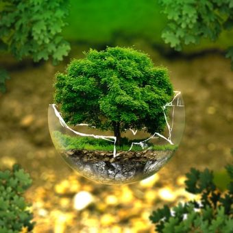 EL IMPACTO DEL CALZADO VEGANO EN EL MEDIO AMBIENTE